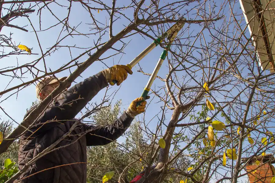 Common Mistakes To Avoid With Diy Tree Trimming Temecula, CA