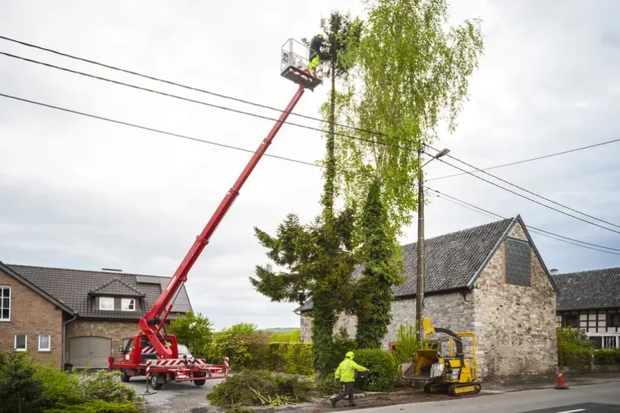 Common Mistakes To Avoid With Diy Tree Trimming in Temecula, CA