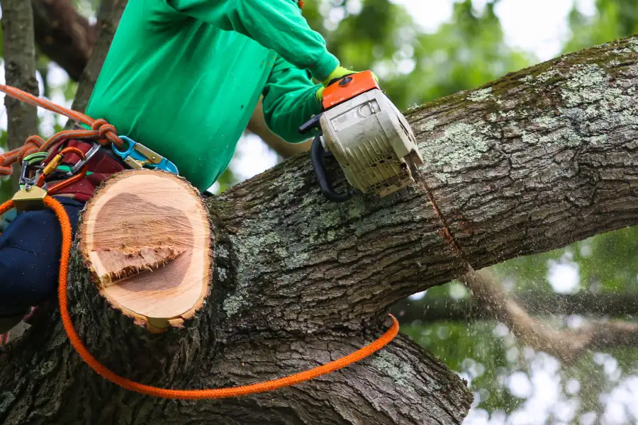 Local Tree Trimming Temecula, CA
