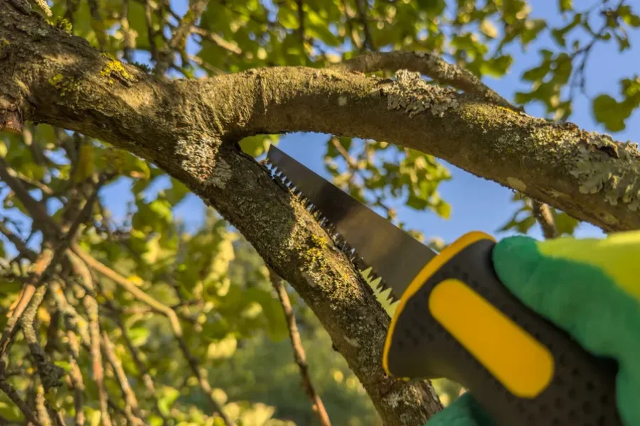 Reliable Tree Trimming Temecula, CA