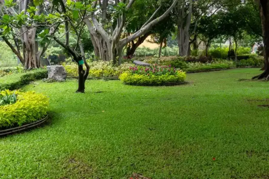 Signs Your Lawn Needs Professional Maintenance Temecula, CA