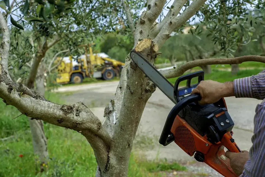What To Expect From A Professional Tree Trimming Visit Temecula, CA