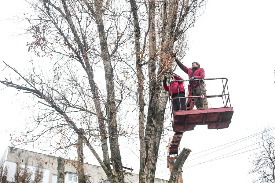 What To Expect From A Professional Tree Trimming Visit in Temecula, CA
